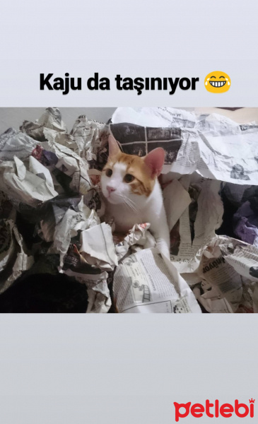 Tekir Kedi, Kedi  Kaju fotoğrafı