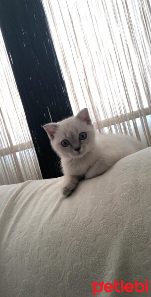 Scottish Fold, Kedi  Bulut fotoğrafı