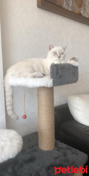 Scottish Fold, Kedi  Bulut fotoğrafı