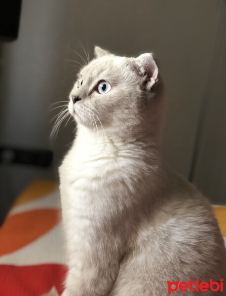 Scottish Fold, Kedi  Bulut fotoğrafı