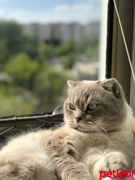 Scottish Fold, Kedi  Bulut fotoğrafı