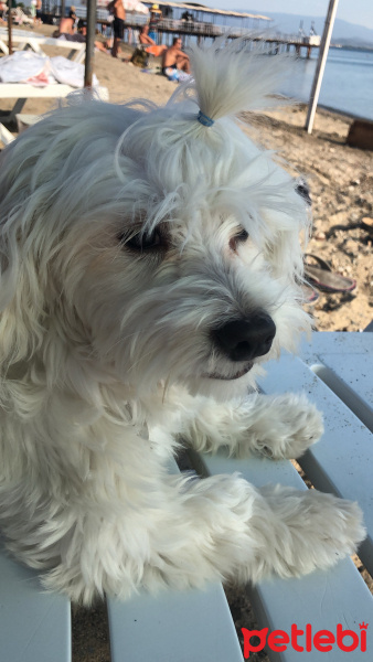 Maltese, Köpek  Leo fotoğrafı