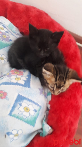 Tekir Kedi, Kedi  Kahve fotoğrafı