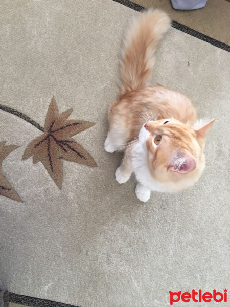 İran Kedisi (Persian), Kedi  Fındık fotoğrafı