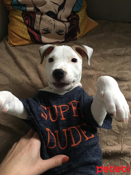 Amerikan Staffordshire Terrier, Köpek  eva fotoğrafı