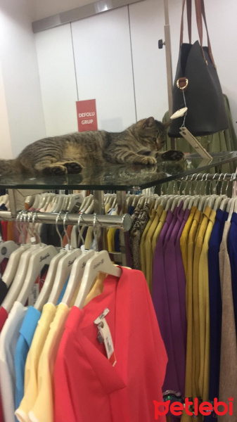 Tekir Kedi, Kedi  İsimsiz fotoğrafı
