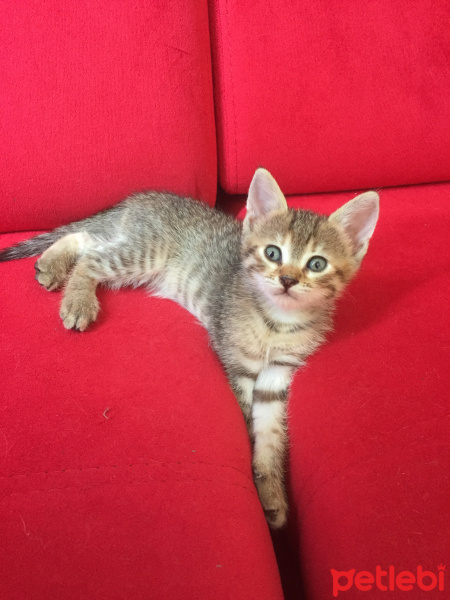 Tekir Kedi, Kedi  Bekir fotoğrafı