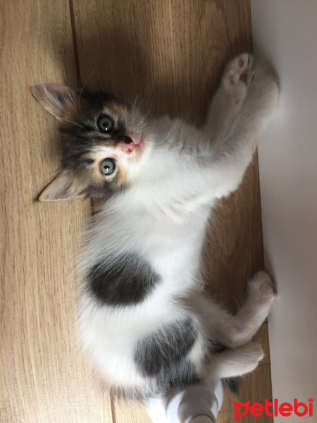 Tekir Kedi, Kedi  Bekir fotoğrafı