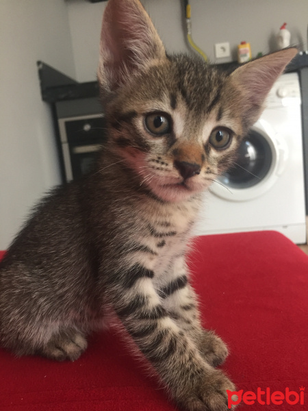 Tekir Kedi, Kedi  Bekir fotoğrafı