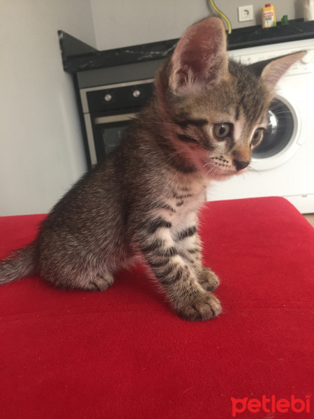 Tekir Kedi, Kedi  Bekir fotoğrafı