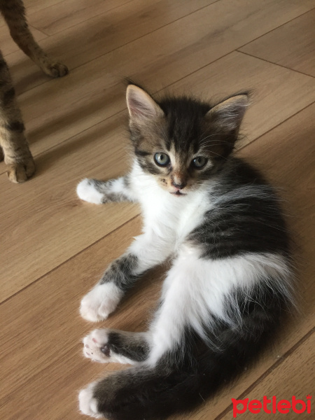 Tekir Kedi, Kedi  Bekir fotoğrafı