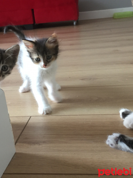 Tekir Kedi, Kedi  Bekir fotoğrafı