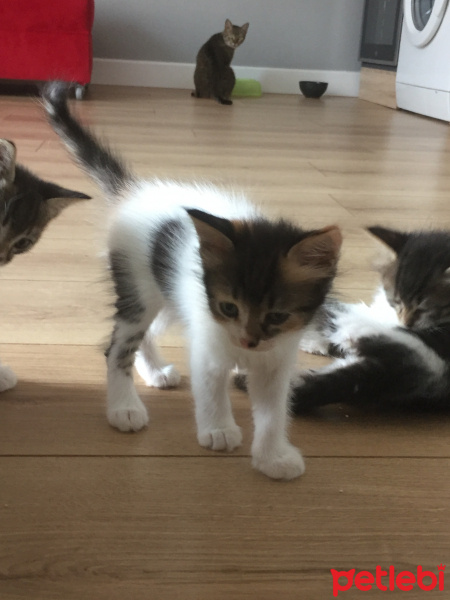 Tekir Kedi, Kedi  Bekir fotoğrafı