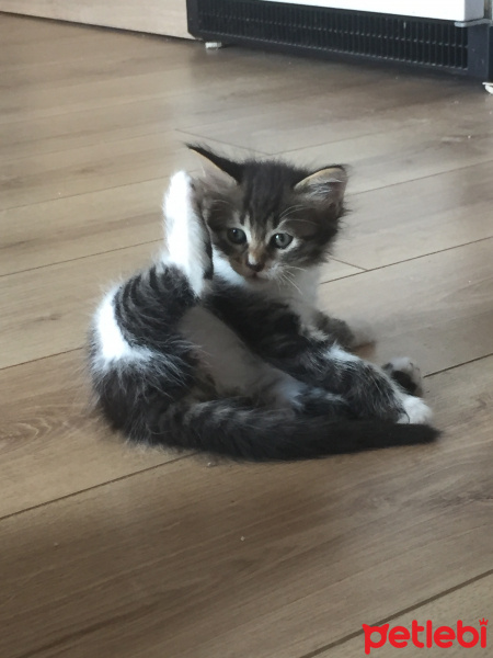 Tekir Kedi, Kedi  Bekir fotoğrafı