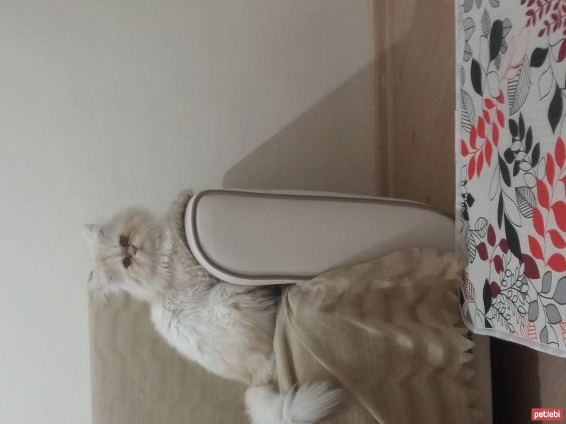 Chinchilla, Kedi  Oglus fotoğrafı