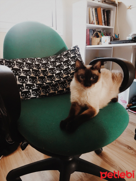 Siyam Kedisi, Kedi  ismet fotoğrafı