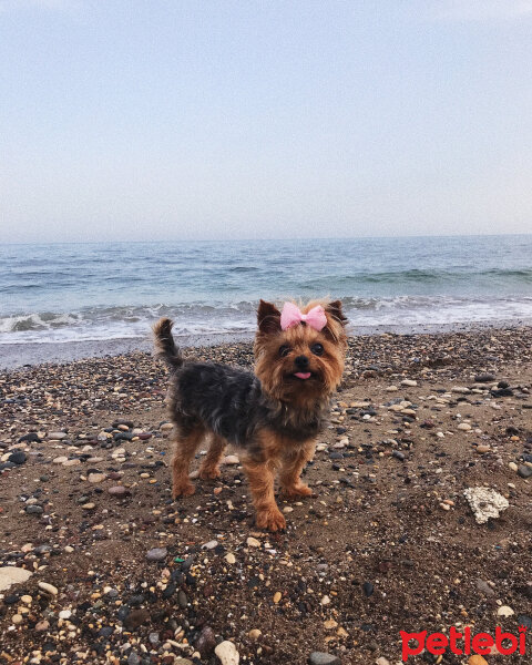 Yorkshire Terrier, Köpek  madam coco fotoğrafı