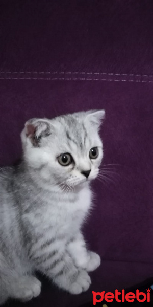 Scottish Fold, Kedi  ipek fotoğrafı