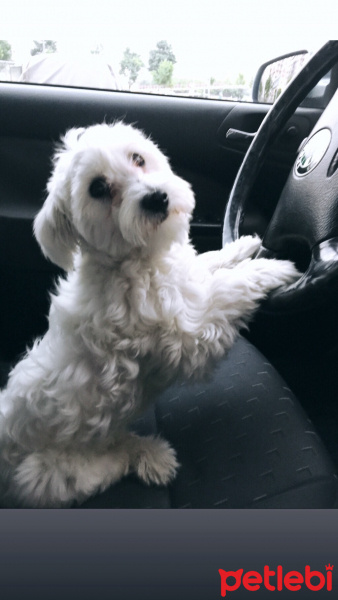 Maltese, Köpek  CEDRİC fotoğrafı