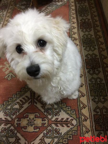 Maltese, Köpek  CEDRİC fotoğrafı