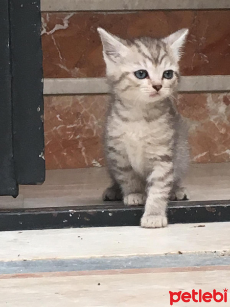 British Shorthair, Kedi  şans fotoğrafı