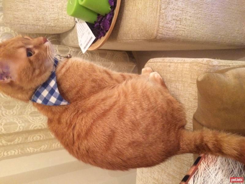 Tekir Kedi, Kedi  yakuza fotoğrafı