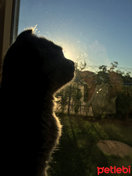 Scottish Fold, Kedi  Venüs fotoğrafı