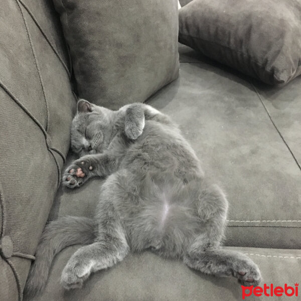 Scottish Fold, Kedi  Venüs fotoğrafı