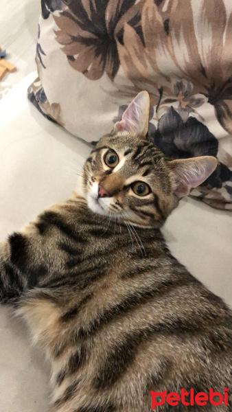 Tekir Kedi, Kedi  Üzüm fotoğrafı
