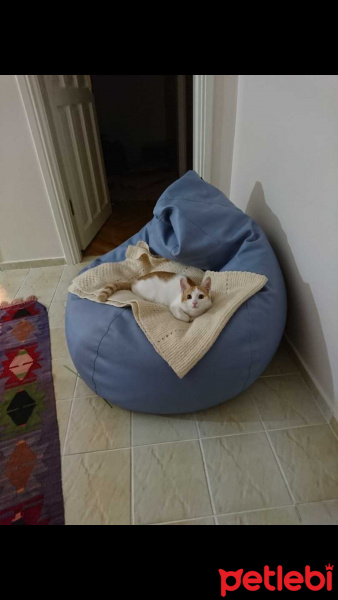 Tekir Kedi, Kedi  Fındık fotoğrafı