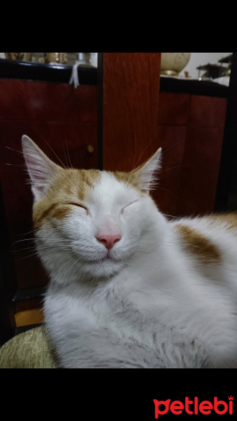 Tekir Kedi, Kedi  Fındık fotoğrafı