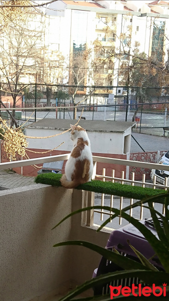 Tekir Kedi, Kedi  Fındık fotoğrafı