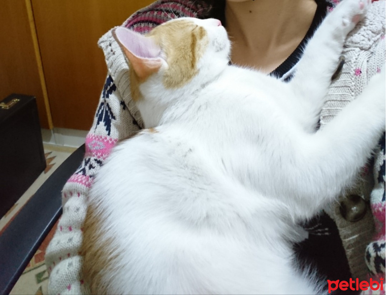 Tekir Kedi, Kedi  Fındık fotoğrafı