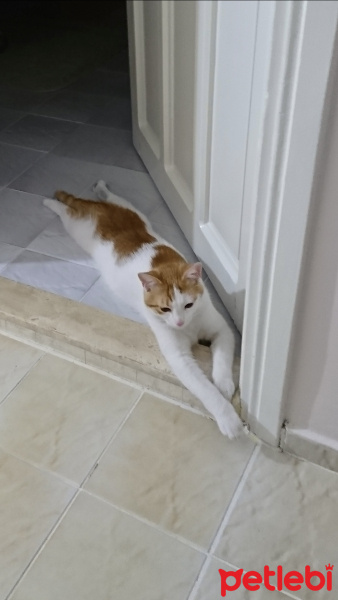 Tekir Kedi, Kedi  Fındık fotoğrafı