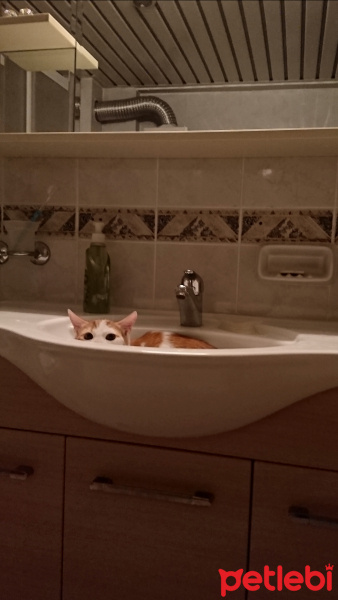 Tekir Kedi, Kedi  Fındık fotoğrafı