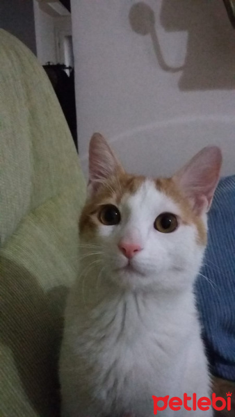 Tekir Kedi, Kedi  Fındık fotoğrafı