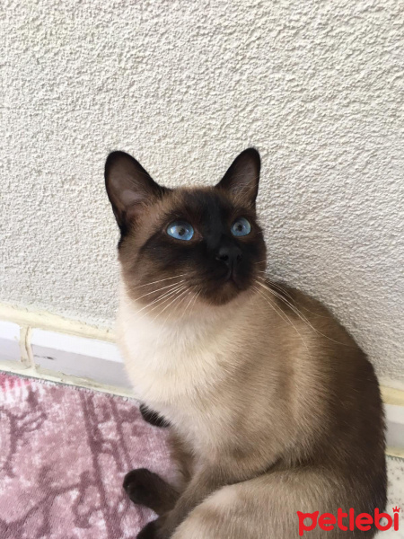 Siyam Kedisi, Kedi  bambam fotoğrafı