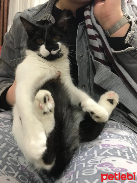 Tekir Kedi, Kedi  Oskar fotoğrafı