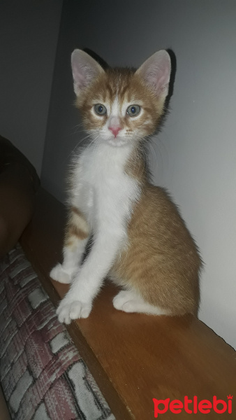 Tekir Kedi, Kedi  Güneş fotoğrafı