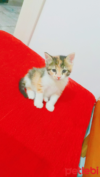 Tekir Kedi, Kedi  Güneş fotoğrafı