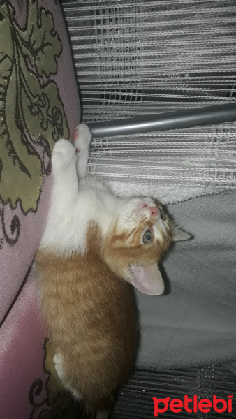 Tekir Kedi, Kedi  Güneş fotoğrafı