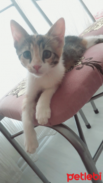 Tekir Kedi, Kedi  Güneş fotoğrafı