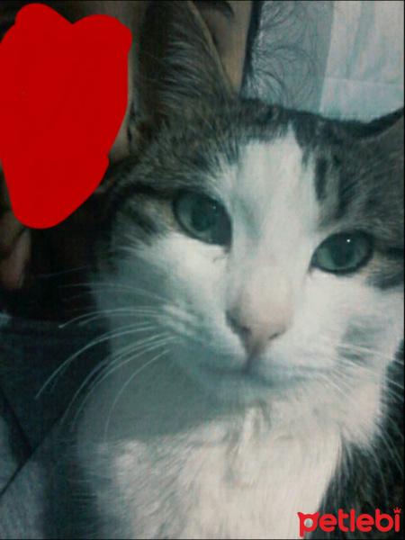 Sarman, Kedi  Bobo fotoğrafı