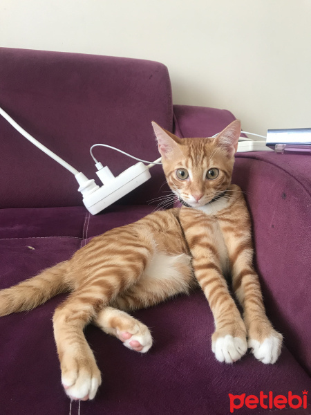 Tekir Kedi, Kedi  Porti fotoğrafı