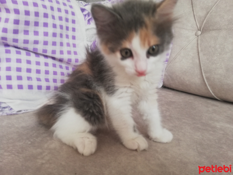 Tekir Kedi, Kedi  Porsuk fotoğrafı