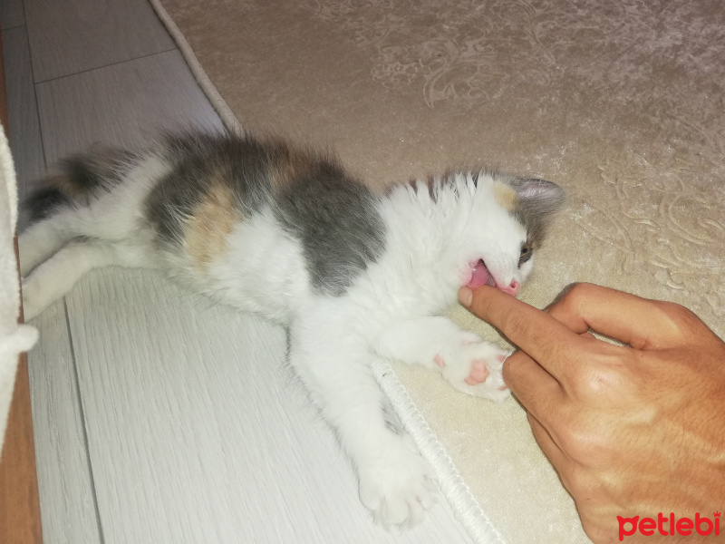 Tekir Kedi, Kedi  Porsuk fotoğrafı