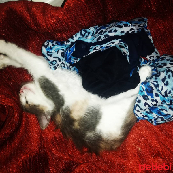 Tekir Kedi, Kedi  Porsuk fotoğrafı
