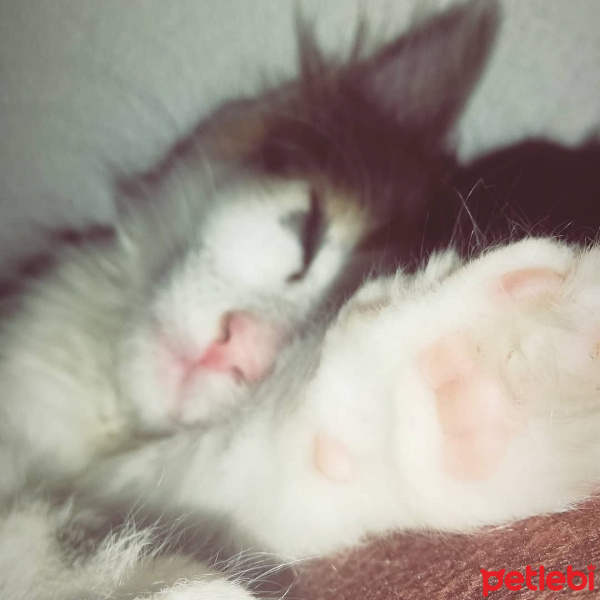 Tekir Kedi, Kedi  Porsuk fotoğrafı