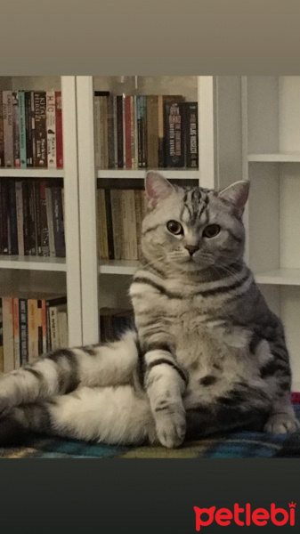 British Shorthair, Kedi  Gümüş fotoğrafı