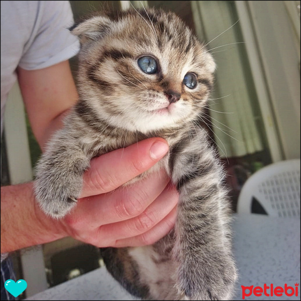 Scottish Fold, Kedi  fıstık fotoğrafı